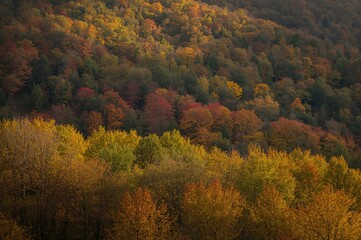 Stunning fall scenery with vibrant foliage illuminated by sunlight in a woodland setting.