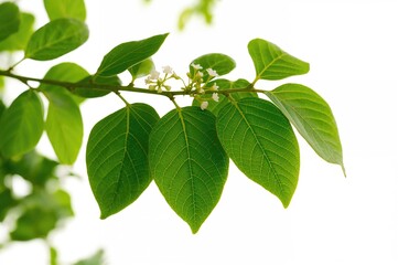 Fototapeta premium Isolated Moringa Leaves on a White Background with Selective Focus
