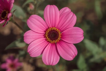 Obraz premium Extreme close-up of a pink blossom