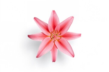 Fototapeta premium Single pink oriental lily blossom on a white backdrop