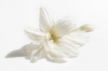 White backdrop with a jasmine bloom
