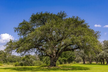 Obraz premium Huge live oak tree offers shade under the bright sun at a scenic park
