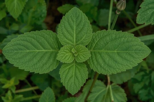 A Variety of Joseph's Coat Plant, Commonly Called Parrotleaf or Bloodleaf, Scientifically Named Alternanthera Ficoidea