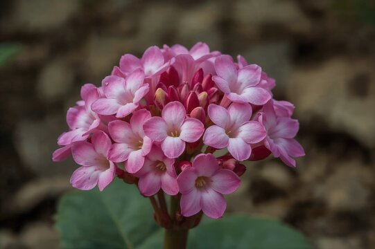 Close-up shot of a Fairy Primula featuring pink blossoms in a botanical garden