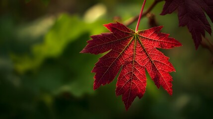 A vibrant, detailed close-up of a deep red maple leaf, showcasing intricate vein patterns against a backdrop of out-of-focus green foliage.