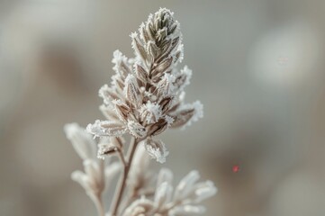 Naklejka premium Close-up shot of a wild plant during the cold season
