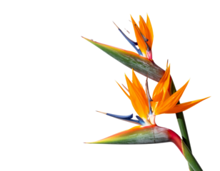 Minimalist Duo of Bird of Paradise Flowers with Shadows, Modern Top Shot PNG