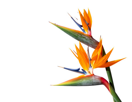 Minimalist Duo of Bird of Paradise Flowers with Shadows, Modern Top Shot PNG - Powered by Adobe
