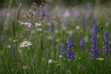 Fototapeta premium Blossoming wildflowers fill a vibrant meadow in the warm season