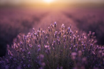 Naklejka premium Close-up of a lavender meadow with a gentle blur