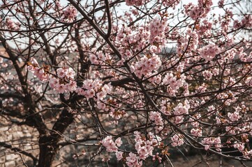 Blossoming prunus mume flowers at a historic palace garden