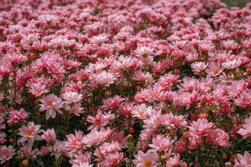 A vibrant garden bursting with pink blossoms highlights their fragile petals.