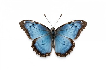 Naklejka premium A beautiful blue butterfly against a plain white background