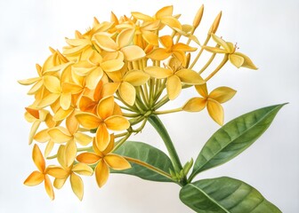 watercolor Ixora coccinea yellow color flower on white background