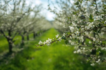 Fototapeta premium Possible insect infestation in a thriving spring apple grove