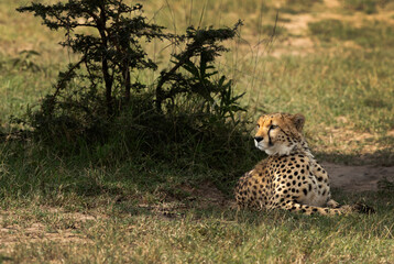 A cheetah resting in the wooded forest of Masai Mara, Kenya
