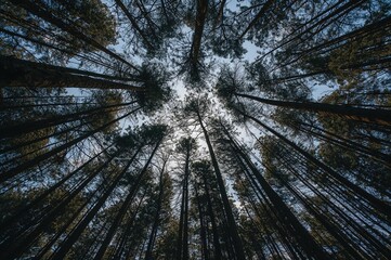 Gazing upwards amidst the trees, expansive scenic vista