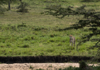 A cheetah in the wooded forest of Masai Mara, Kenya