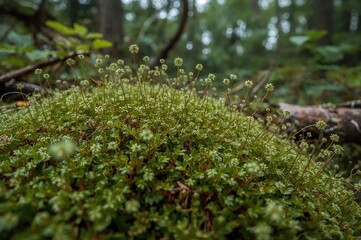 Close-up view of moss featuring elegant sporophyte stalks