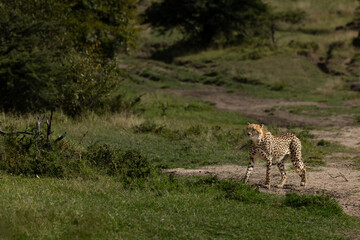A cheetah walking in the wooded forest of Masai Mara, Kenya