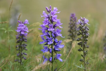 Obraz premium Blue Lobelia Wetland Flower (Lobelia siphilitica)