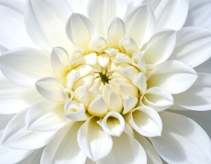 Fototapeta premium A detailed close-up view of a pristine white dahlia, showcasing intricate petal structures and a soft, luminous quality.