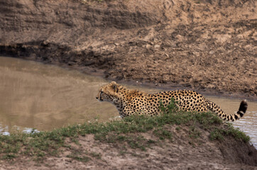 A cheetah near a water channel at Masai Mara, Kenya