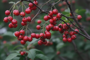 Clusters of bright red hawthorn fruits in a natural setting