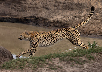 A cheetah crossing a water channel at Masai Mara, Kenya