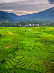 Obraz premium Beautiful morning view indonesia panorama landscape paddy fields with beauty color and sky natural light