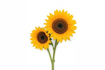 Fototapeta premium Two sunflowers stand out against a white background in a bouquet. The sun represents a symbol. Yellow blossoms flourish in verdant fields. Oil and seeds are featured. A flat lay and aerial view.