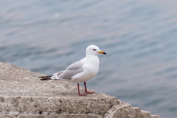 Fototapeta premium A delicate white seagull from the Laridae family perched on rocky terrain by a coastal estuary during a cloudy late winter afternoon.