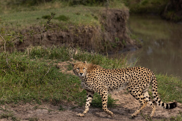 A cheetah near a water channel, Masai Mara, Kenya