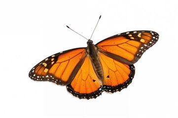 Fototapeta premium Orange butterfly on a white backdrop