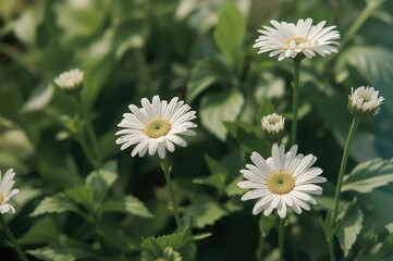 Fototapeta premium Close-up of stunning white daisy blooms in a lush green garden during springtime