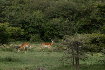 A pair of Impala on green at Masai Mara, Kenya