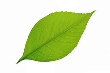 Fototapeta premium Single leaf isolated on a plain white surface