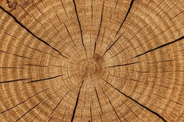 Detailed view of a tree trunk's cross-sectional cut, displaying wood grain and rings. Timber harvesting. Rough wooden pattern. Aged log with visible tree rings. Isolated wooden stump slice on a white