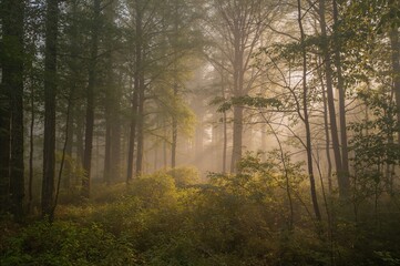 Obraz premium Foggy dawn in the woodland