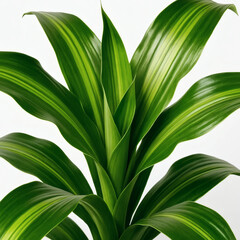 Obraz premium Dracaena Green Leaves Closeup