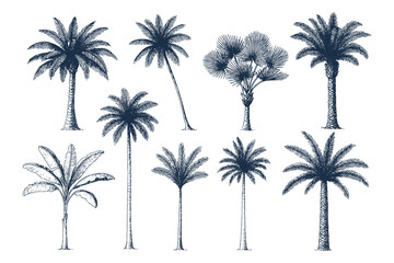 Collection of vintage palm tree sketches in different shapes and styles, tropical illustration symbolizing summer, beach, and holiday. © Chairul