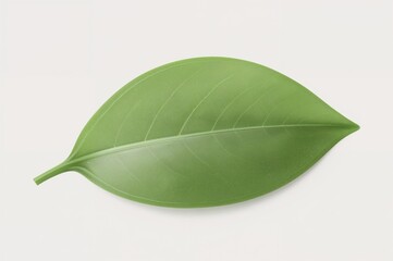 Isolated Leaf of Lily of the Valley with Clipping Path on Background, Complete Depth of Field