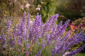 Obraz premium Purple flowers blossoming in the garden