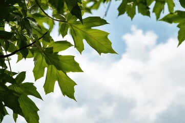 Papaya foliage on a plain white backdrop