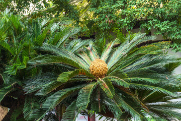 Obraz premium The ornamental green plant, the cycad, in the courtyard