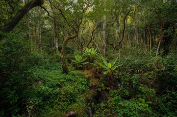 Obraz premium Dense Verdant Marshland Woods