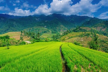 Obraz premium Grand tiered farmland with rice crops prepared for harvest