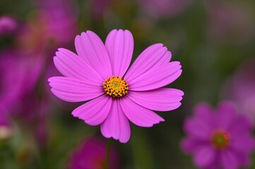 Cosmos bipinnatus: A Medium-Sized Herbaceous Flower in the Daisy Family