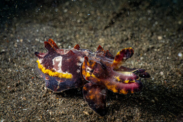 Close up colorful flamboyant cuttlefish squid on sea floor sand in underwater macro photography
