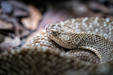 Crotalus vegrandis, Cascabel de las cañas.